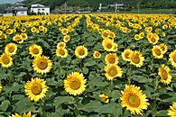 ひまわりまつり