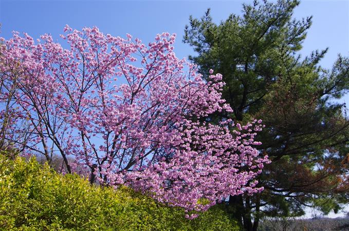 満濃池の陽光桜